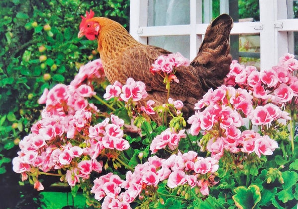 Postikortti Riitta Eskelinen - Aliisa-kana mummon pelargonioissa