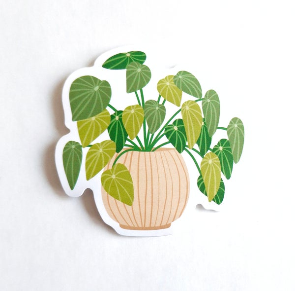 Vinyylitarra Muchable - Plant