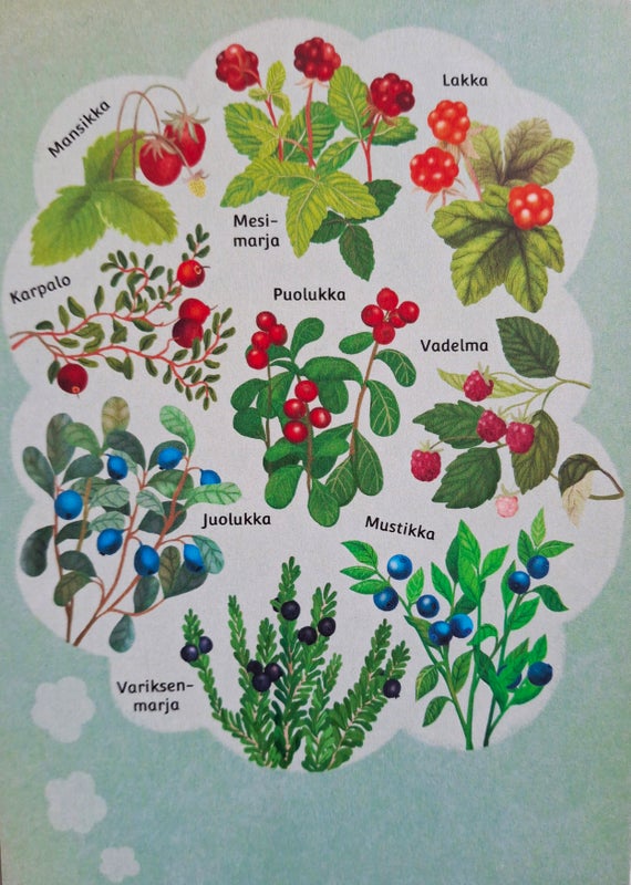 Postikortti Jonna Markkula - Marjat mieless&auml;